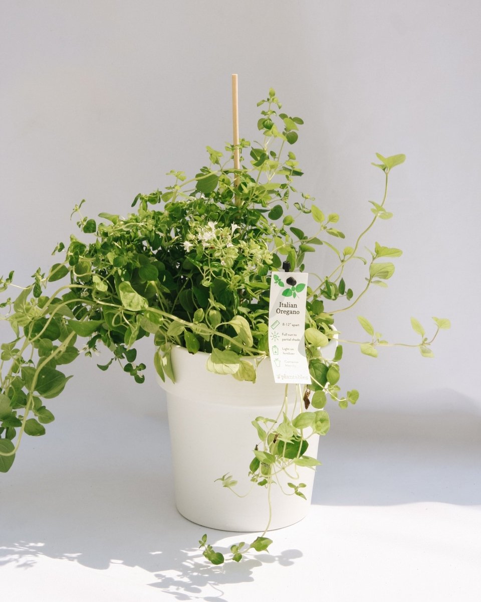Italian Oregano - LandscapeDirect