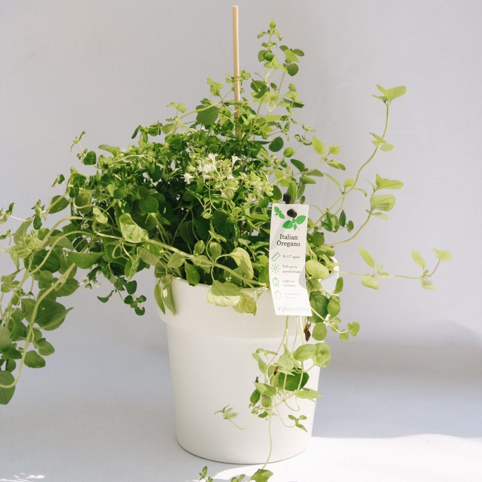 Italian Oregano - LandscapeDirect