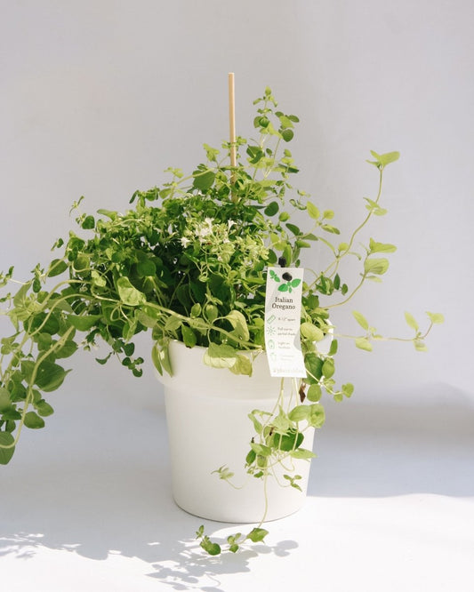 Italian Oregano - LandscapeDirect