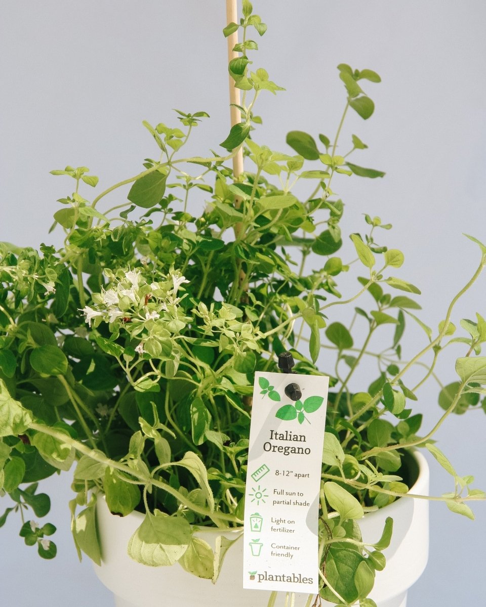 Italian Oregano - LandscapeDirect