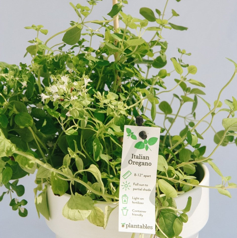 Italian Oregano - LandscapeDirect