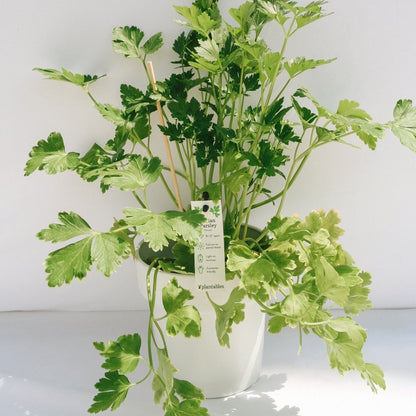 Italian Parsley - LandscapeDirect