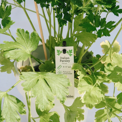 Italian Parsley - LandscapeDirect