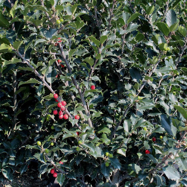 jack-jill-blue-holly-