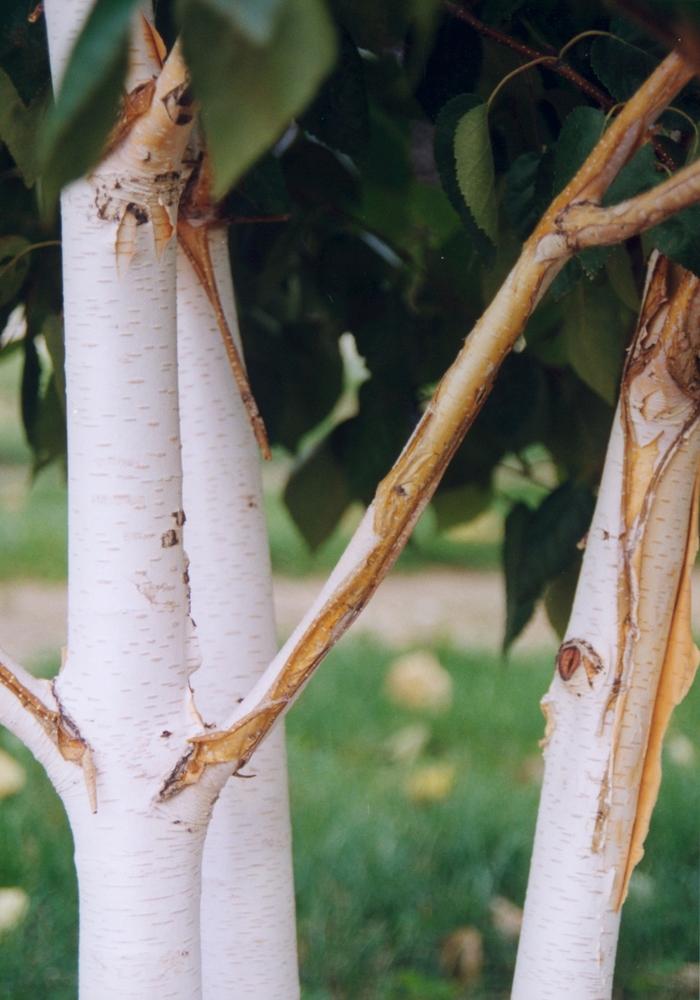 Jacquemonti Birch - Clump