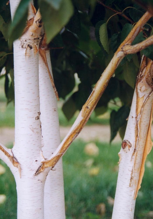 Jacquemonti Birch - Clump - LandscapeDirect