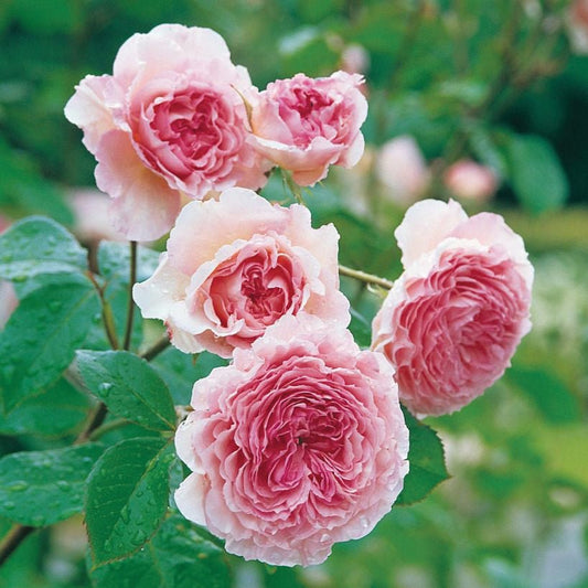 James Galway Climbing Rose - LandscapeDirect