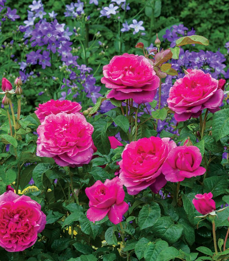 James L. Austin English Rose - LandscapeDirect