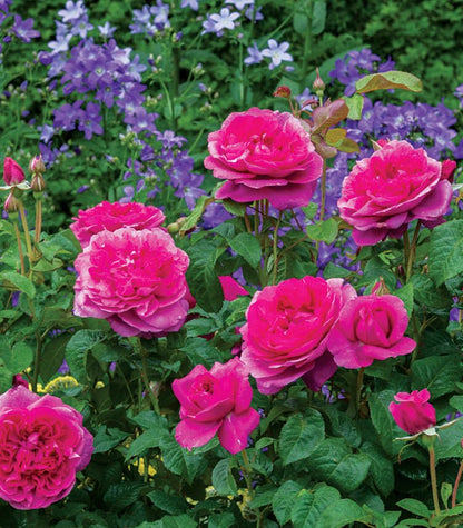 James L. Austin English Rose - LandscapeDirect