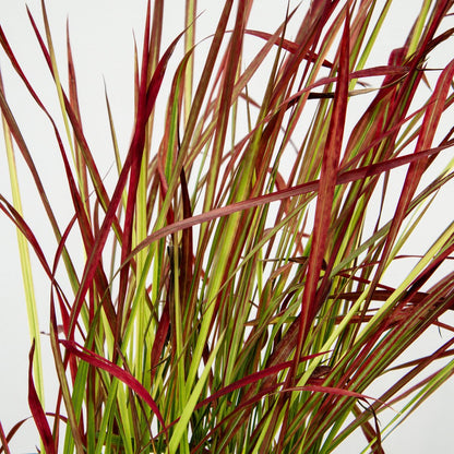 Japanese Blood Grass - LandscapeDirect
