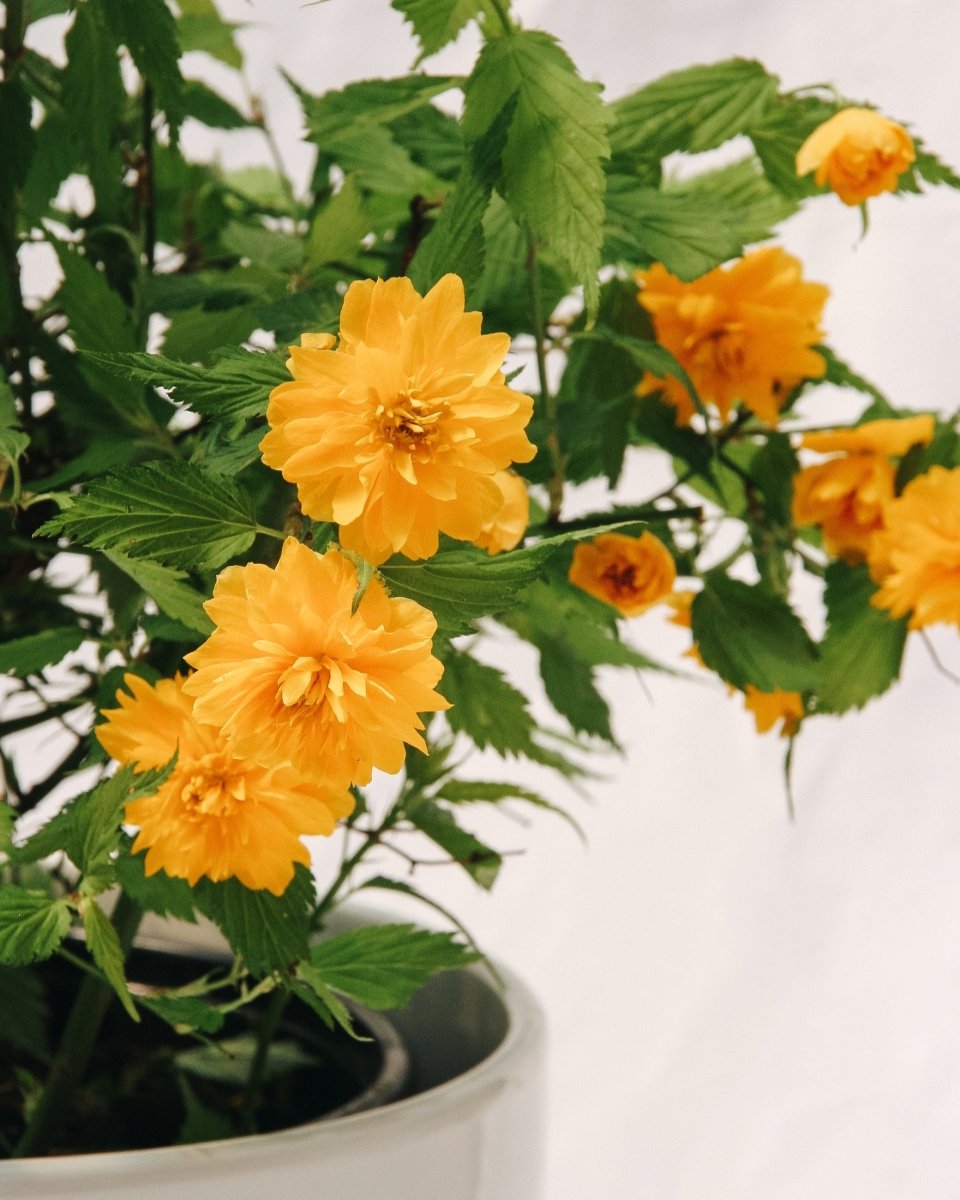 Japanese Kerria - LandscapeDirect