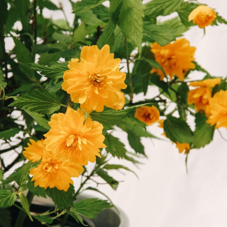 Japanese Kerria - LandscapeDirect