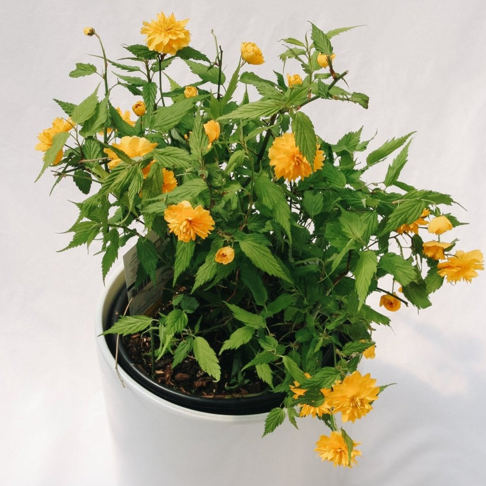 The Plants We Love – LandscapeDirect