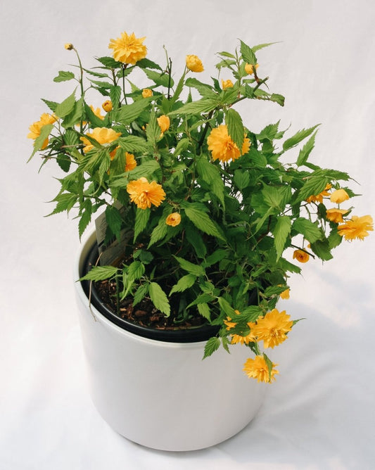 Japanese Kerria - LandscapeDirect