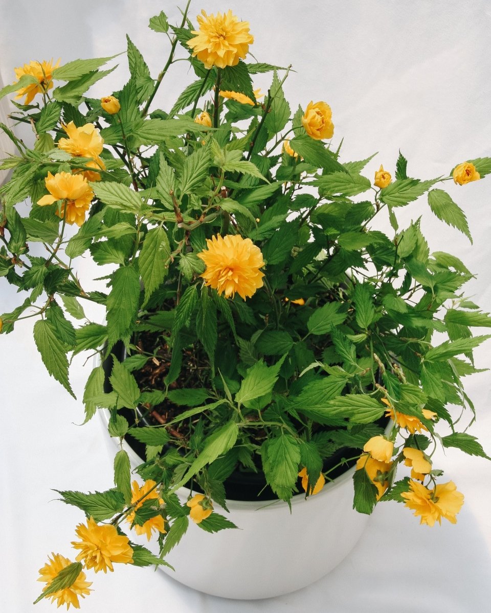 Japanese Kerria - LandscapeDirect