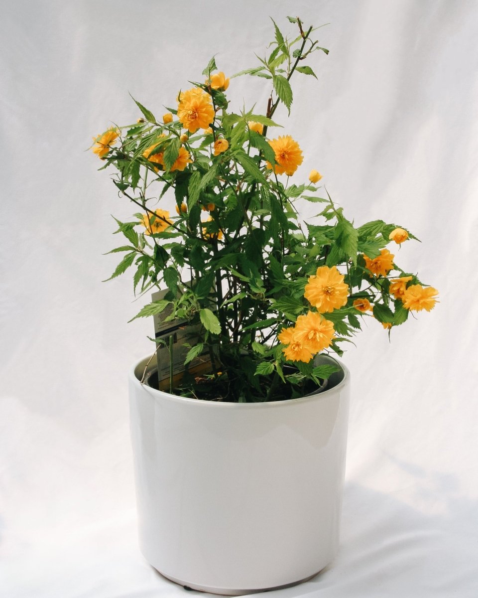 Japanese Kerria - LandscapeDirect