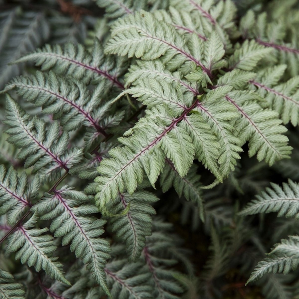 Japanese Painted Fern - LandscapeDirect