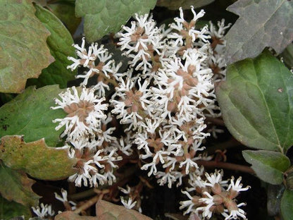 Japanese Spurge - LandscapeDirect