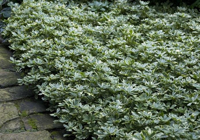 Japanese Spurge - LandscapeDirect