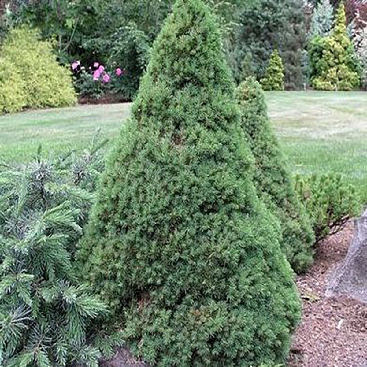 Jean's Dilly Spruce - LandscapeDirect