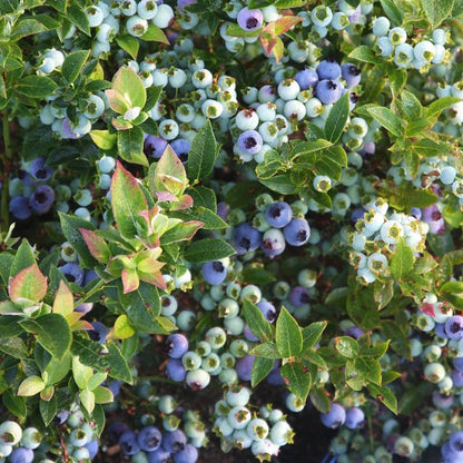 Jelly Bean Blueberry - LandscapeDirect