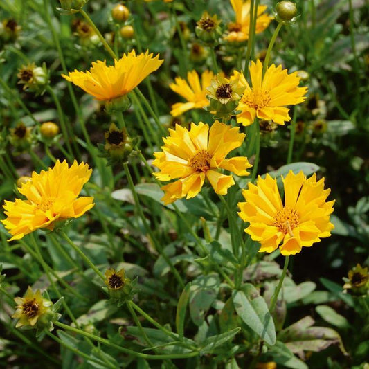 Jethro Tull Coreopsis - LandscapeDirect
