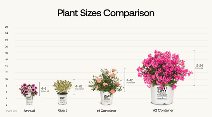 Jolly Good Clematis sp. - LandscapeDirect