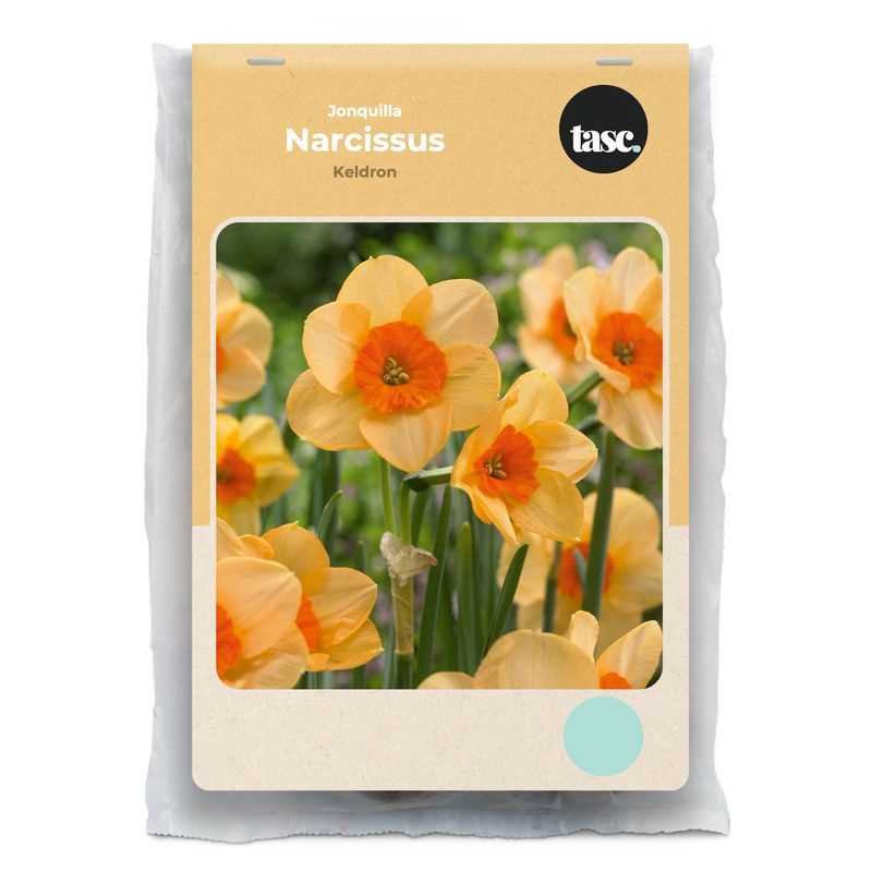Jonquilla Kedron Daffodil - LandscapeDirect