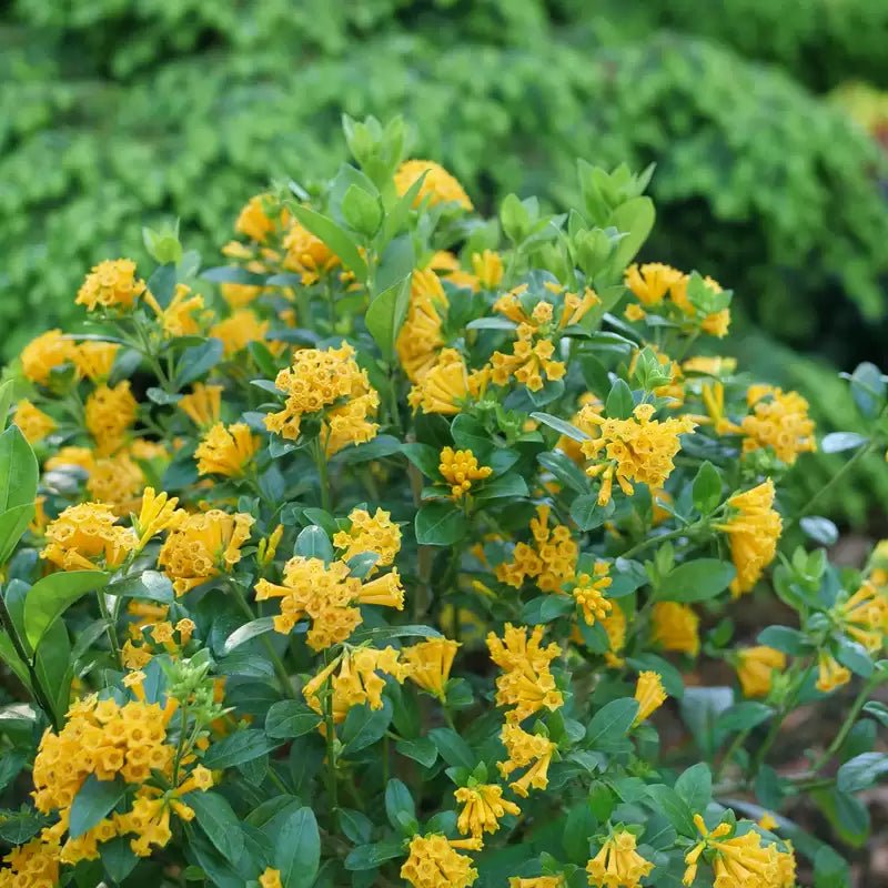 Juiced Orange Jessamine - LandscapeDirect