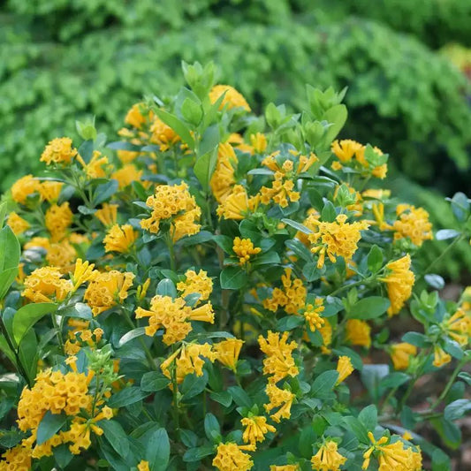 Juiced Orange Jessamine - LandscapeDirect