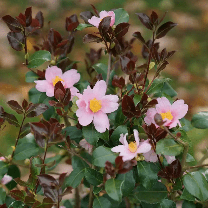 Just Chill Red Tip Camellia - LandscapeDirect