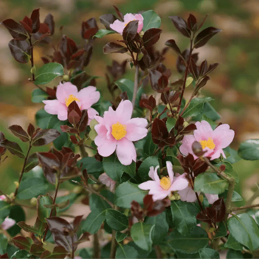 Just Chill Red Tip Camellia - LandscapeDirect