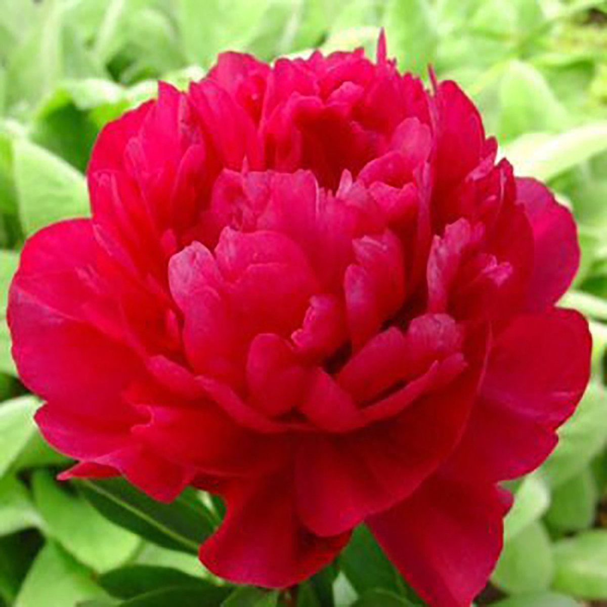 Kansas Peony - LandscapeDirect