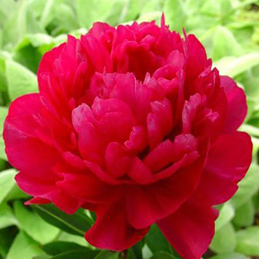 Kansas Peony - LandscapeDirect