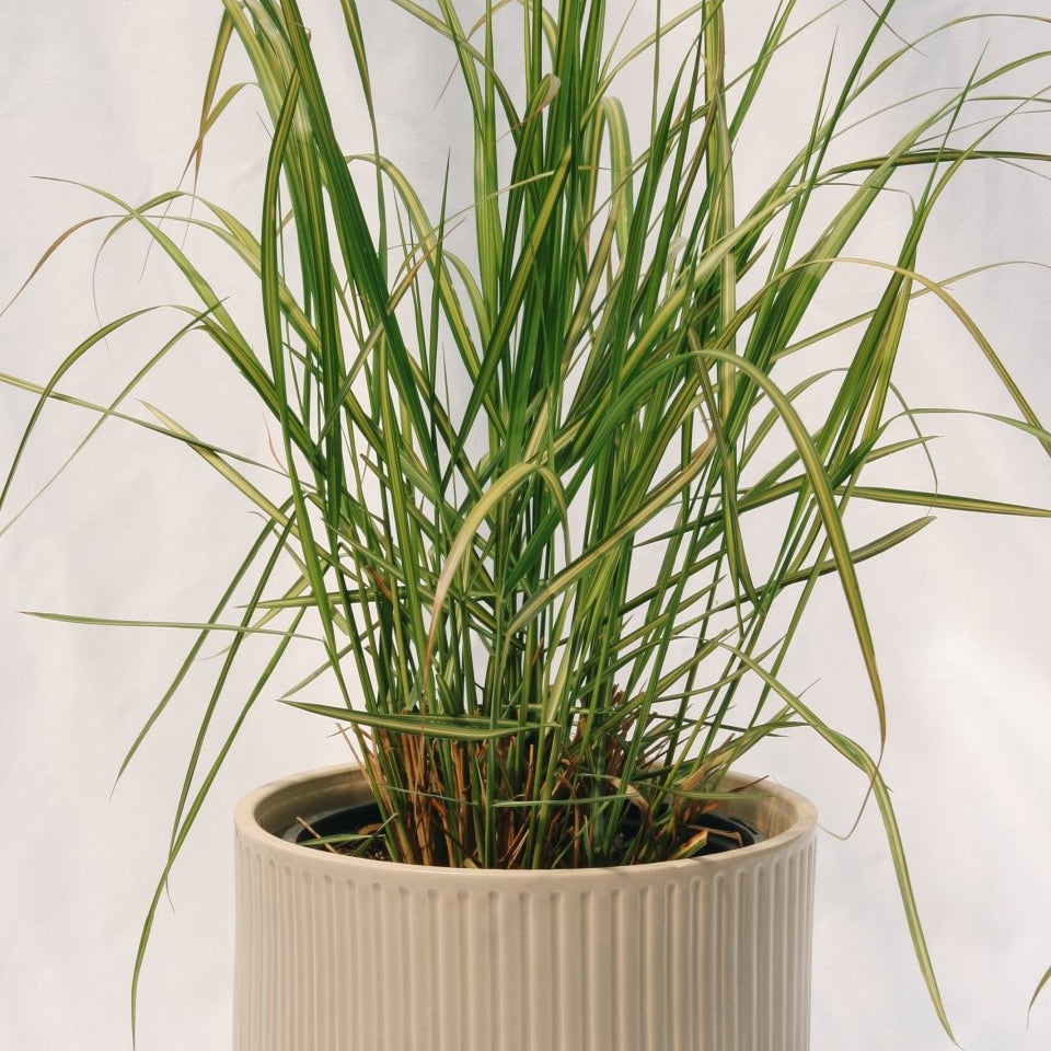 Karl Foerster Feather Reed Grass - LandscapeDirect