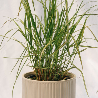 Karl Foerster Feather Reed Grass - LandscapeDirect