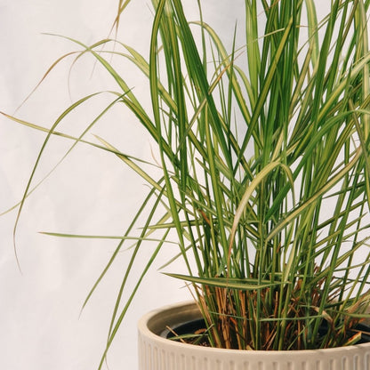 Karl Foerster Feather Reed Grass - LandscapeDirect