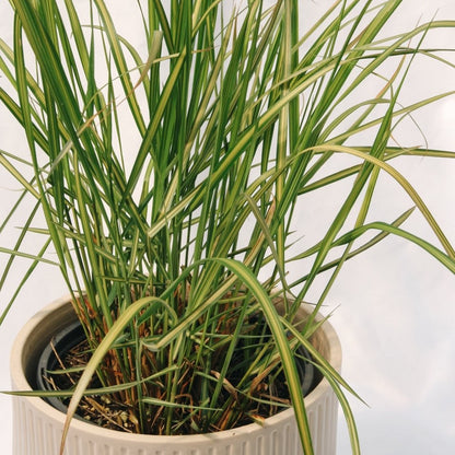 Karl Foerster Feather Reed Grass - LandscapeDirect