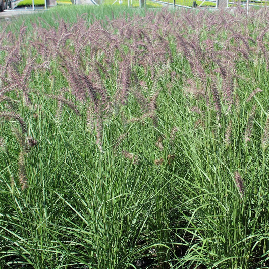 Karley Rose Oriental Fountain Grass - LandscapeDirect