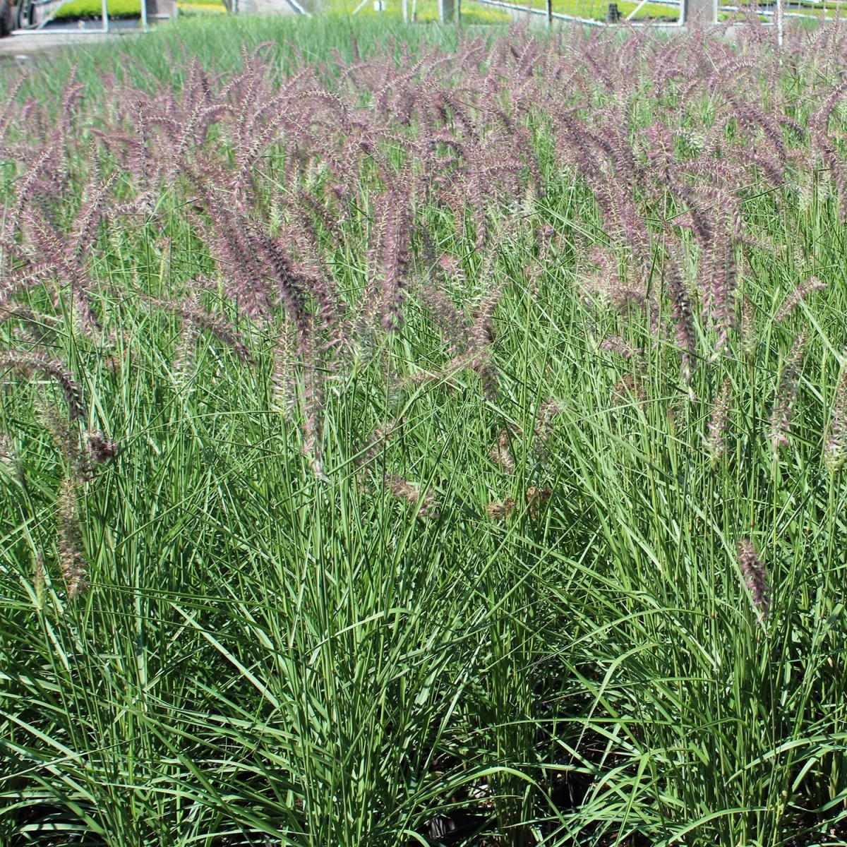 Karley Rose Oriental Fountain Grass - LandscapeDirect