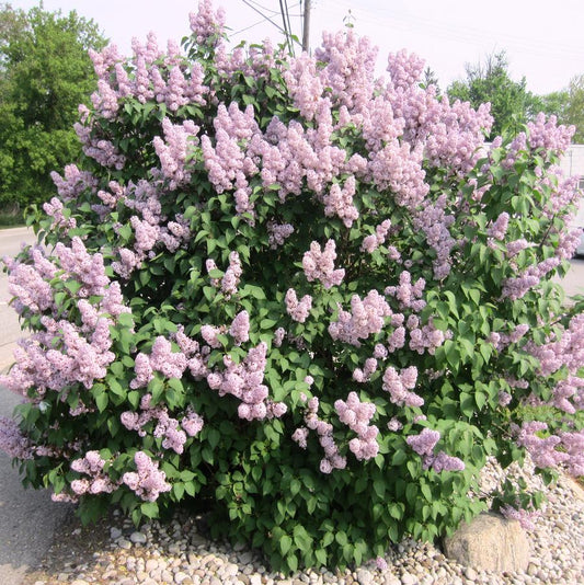 Katharine Havemeyer Lilac