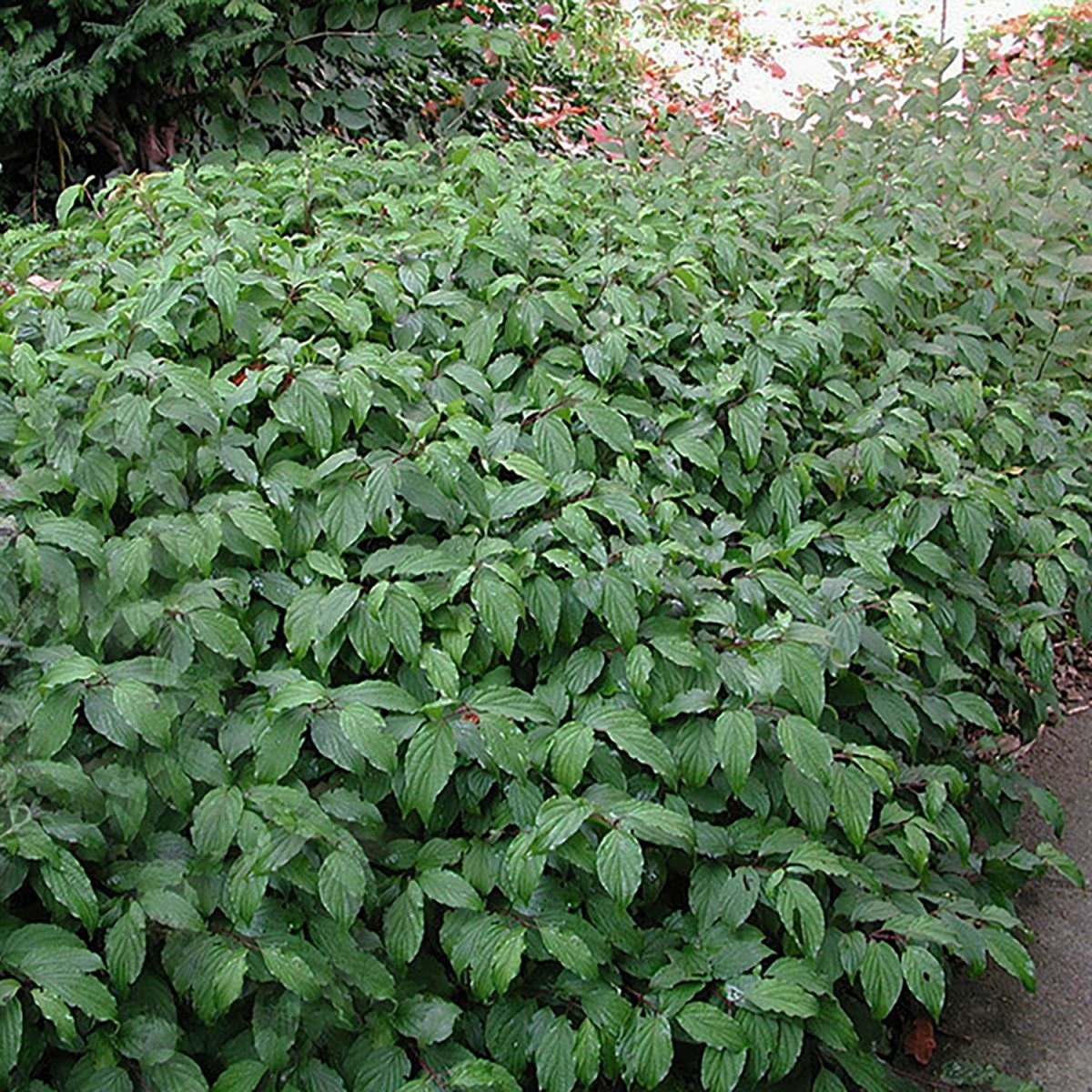 Kelseyi Dogwood - LandscapeDirect
