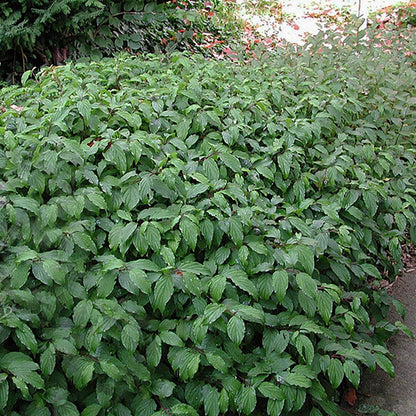 Kelseyi Dogwood - LandscapeDirect