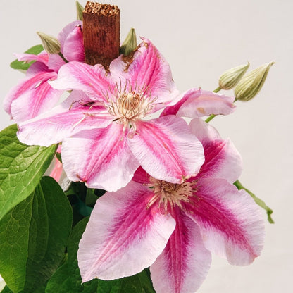 Killian Donahue Clematis - LandscapeDirect