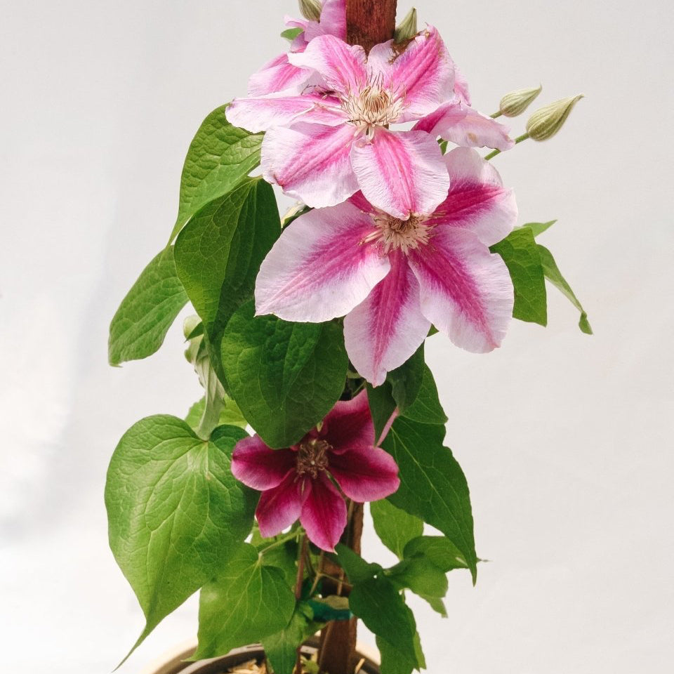 Killian Donahue Clematis - LandscapeDirect