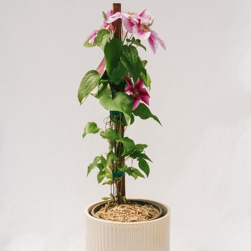 Killian Donahue Clematis - LandscapeDirect