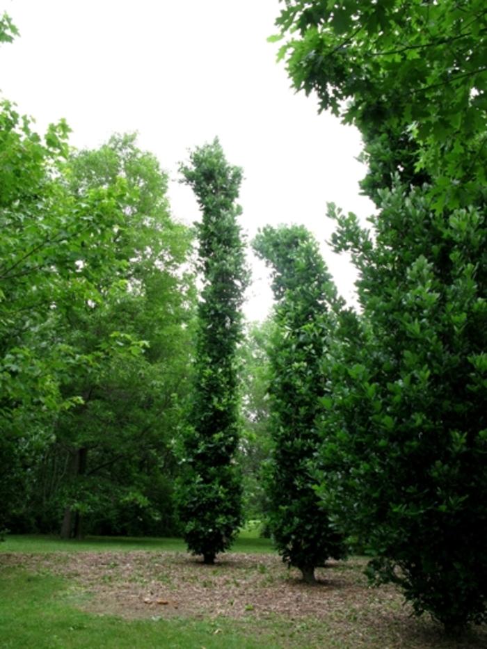 Kindred Spirit Oak - LandscapeDirect