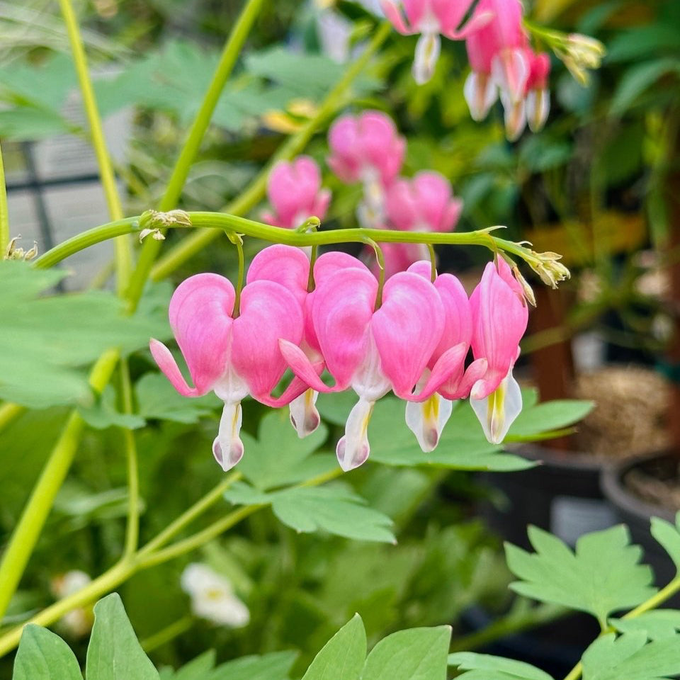 King of Hearts Bleeding Heart - LandscapeDirect