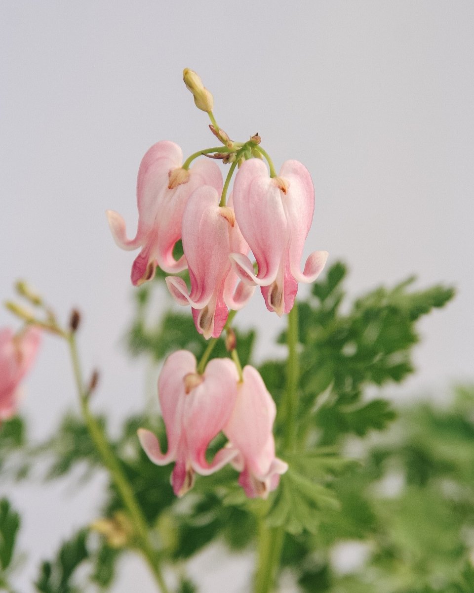 King of Hearts Bleeding Heart - LandscapeDirect