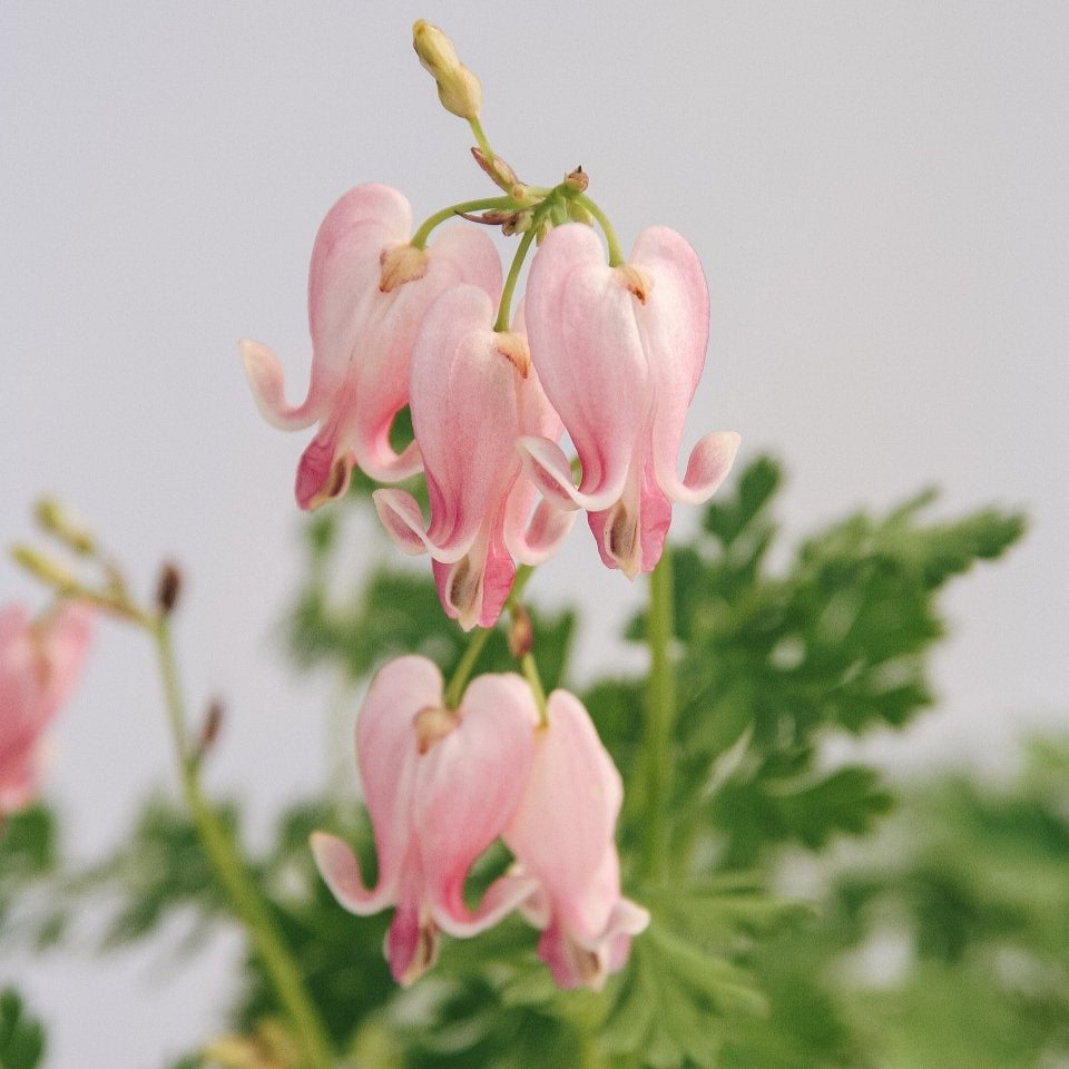 King of Hearts Bleeding Heart - LandscapeDirect